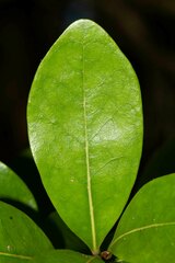 Planchonella cinerea