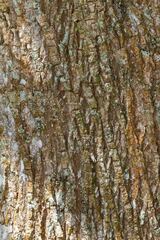 Planchonella cinerea