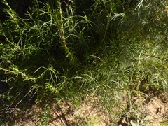 Artemisia californica