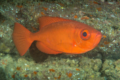 Heteropriacanthus carolinus