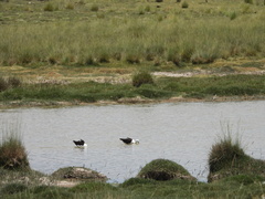 Recurvirostra andina