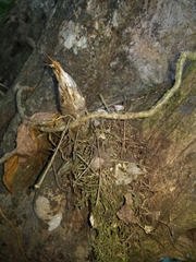 Catasetum integerrimum