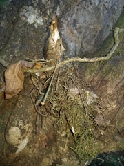 Catasetum integerrimum