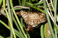 Polistes stigma townsvillensis