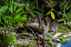 Leptodactylus latrans