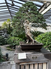 Juniperus procumbens