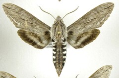 Sphinx libocedrus