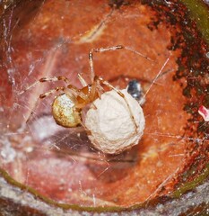 Cryptachaea veruculata