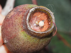 Cryptachaea veruculata