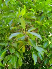 Elaeodendron curtipendulum