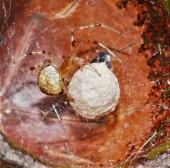 Cryptachaea veruculata