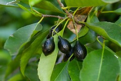 Elaeodendron curtipendulum