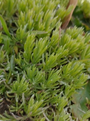 Galium andrewsii