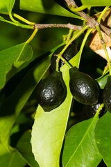 Elaeodendron curtipendulum