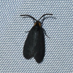Acoloithus falsarius