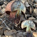 Liver Bolete - Photo (c) growbadlands, some rights reserved (CC BY-NC), uploaded by growbadlands