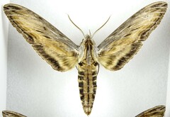 Sphinx franckii