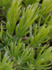 Galium andrewsii