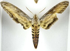 Sphinx franckii