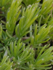 Galium andrewsii
