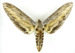 Sphinx franckii