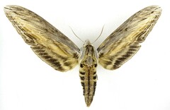 Sphinx franckii
