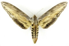 Sphinx franckii