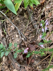 Clinopodium carolinianum