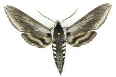 Sphinx perelegans