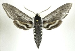 Sphinx perelegans