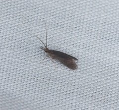 Annulipalpia