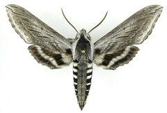 Sphinx perelegans