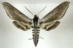 Sphinx perelegans