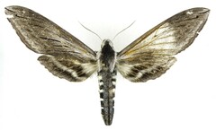 Sphinx perelegans