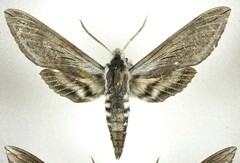 Sphinx perelegans