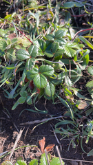 Fragaria chiloensis