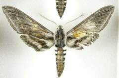 Sphinx perelegans
