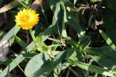 Xerochrysum bracteatum