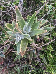 Dudleya lanceolata