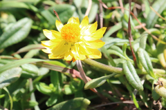 Xerochrysum bracteatum