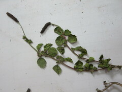 Acalypha monostachya