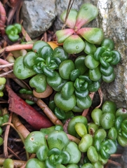 Sedum oreganum