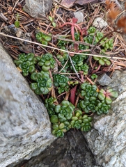 Sedum oreganum
