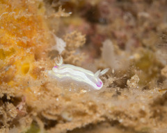 Ceratosoma