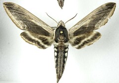 Sphinx drupiferarum