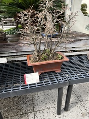 Pseudolarix amabilis