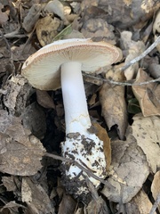 Amanita velosa