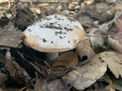 Amanita velosa