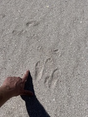 Lepus californicus insularis