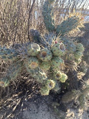 Cylindropuntia prolifera